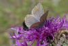 Polyommatus damon